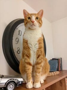 User Pic1 - Ginger Cat